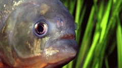 Najbardziej niebezpieczne zwierzęta wodne