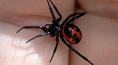 Najbardziej niebezpieczne zwierzęta, owady i gady mieszkające w rosji (część 1)