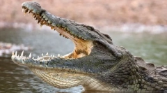 Najbardziej niebezpieczne zwierzęta na świecie