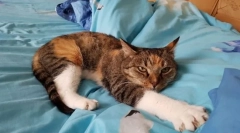 Najpopularniejsze rasy kotów