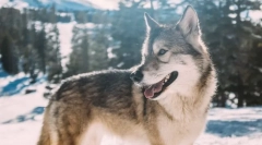 Najpopularniejsze rasy psów