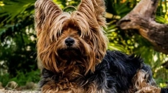 Najpopularniejsze rasy