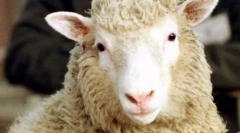 Najbardziej popularne zwierzęta na świecie