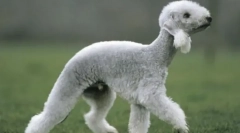 Najbardziej dziwaczne rasy psów na świecie