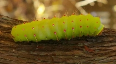 Najbardziej żywe zwierzęta