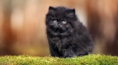 Najbardziej puszyste koty