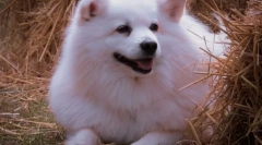 Najbardziej puszyste rasy psów na świecie