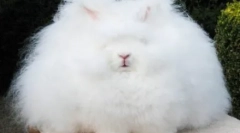 Najbardziej puszyste zwierzęta na planecie