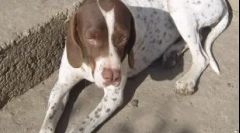 Najbardziej rzadkie i znikające rasy psów