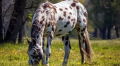 Najbardziej rzadkie konie