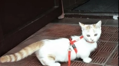 Najbardziej rzadkie rasy kotów