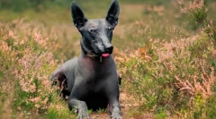 Najbardziej rzadkie rasy psów na świecie