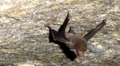 Rzadkie zwierzęta: 10 wymarłych gatunków