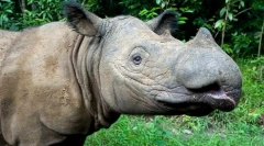 Najbardziej rzadkie zwierzęta na świecie