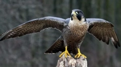 Najlepsze z najlepszych. Zapisy ze świata ptaków