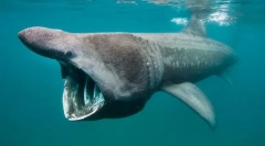 Najlepsze z najlepszych. Rekordy ze świata ryb