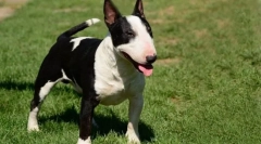 Najtrudniejszy psa przeszkolony