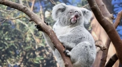 Najbardziej zrelaksowane zwierzęta na świecie