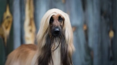 Najstarsze rasy psów na świecie