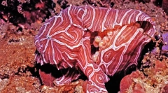 Najdziwniejsze zwierzęta