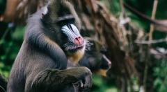 Najbardziej straszne zwierzęta na świecie