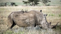 Ciężkie zwierzęta na świecie