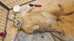 Najgorsze koty i koty na świecie: ocena posiadaczy rekordów i konsekwencje otyłości