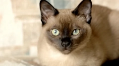 Najmądrzejsze rasy kotów