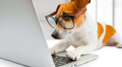 Najbardziej inteligentne rasy psów na świecie