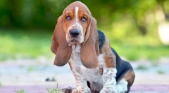 Najbardziej uparte rasy psów - zdjęcia i opis