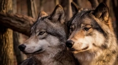 Najbardziej wierni zwierzęta