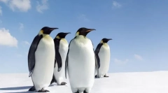 Najbardziej niekończące się zwierzęta na świecie