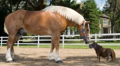 Najwyższe rasy koni