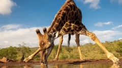 Najwyższe zwierzęta na świecie