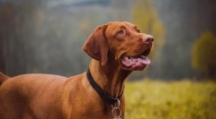 Najbardziej zdrowe rasy psów według weterynarzy