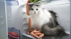 Większość brutalnych kotów zabójców: 5 najlepszych historii