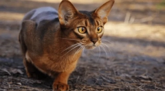 Najbardziej złe koty: 5 agresywnych ras