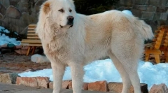 Najbardziej złe rasy psów