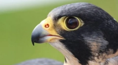 Najbardziej łzawe ptaki