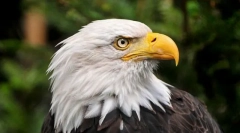 Najbardziej łzawe zwierzęta