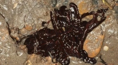 Najdłuższy robak morski