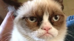 Saddest cat (foto): wszystko o puszyste gwiazdy