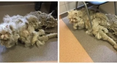 Najbardziej zarośnięty kot na świecie: historia zbawienia