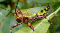 Sarangea: opis, styl życia i uszkodzenia