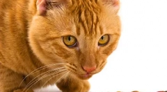 Zrównoważony kot odżywiania