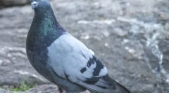 Tajemnice świata zwierząt: dlaczego nie widać piskląt gołębi i jak wyglądają