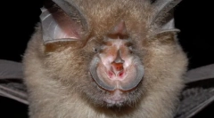 Rodzina plaster miodu. Przedstawiciele