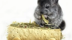 Siano dla szynszyli: wybór i puste