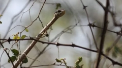 Szary drewniany wąż