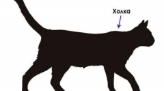 Poważny: kot antoon